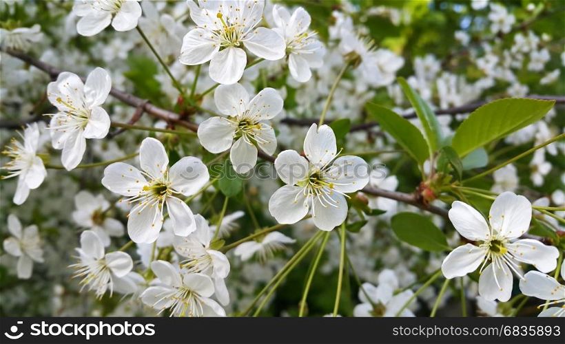 Beautiful branch of spring blooming tree with white flowers