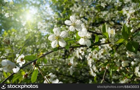 Beautiful branch of spring blooming tree with white flowers. Branch of spring blooming tree with white flowers