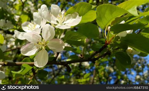 Beautiful branch of spring blooming tree with white flowers. Branch of spring blooming tree with white flowers