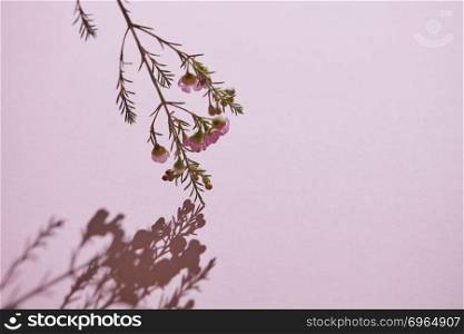 Beautiful branch of spring pink flowers and buds. Shadow on a pink background. Postcards . Copy space for text. Branch with pink flowers and shadow on a pink background