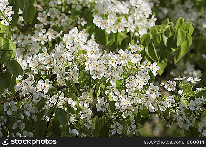 Beautiful branch pear tree blossoms in springtime .. Beautiful branch pear tree blossoms in springtime