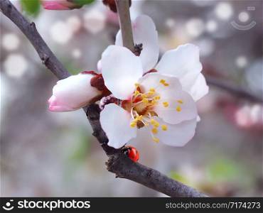 Beautiful branch with flowering almonds and ladybug. Blurred background.