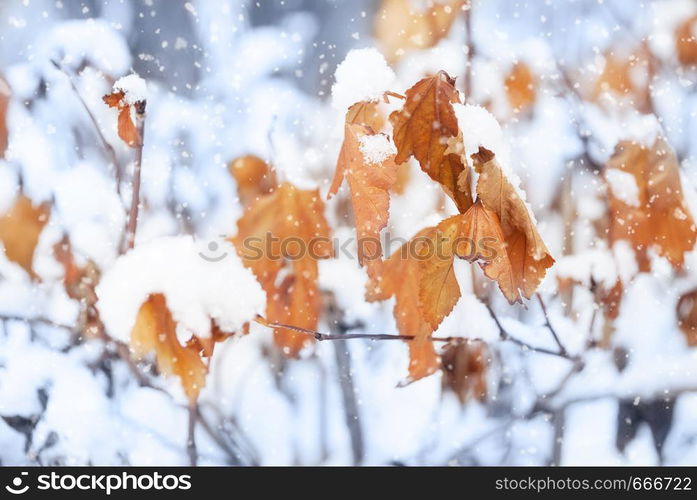 Beautiful branch with orange and yellow leaves in late autumn or early winter under the snow. First snow, snowflakes fall, gentle blurred romantic light blue background for design