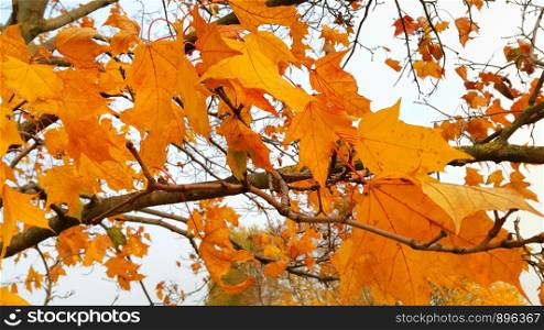 Beautiful branches of autumn maple tree with bright orange leaves
