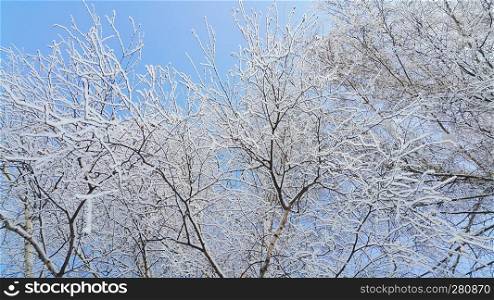 Beautiful branches of birch trees covered with snow and hoarfrost on a clear winter day