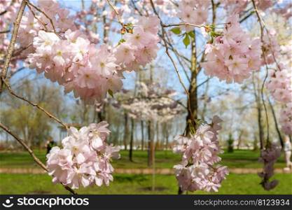 Beautiful branches of pink Cherry blossoms on the tree under blue sky. Sakura flowers bloom in spring season. Floral background.. Blooming pink sakura tree against blue sky. Spring background