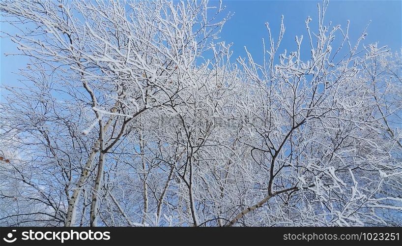 Beautiful branches of trees covered with snow and hoarfrost on a clear winter day