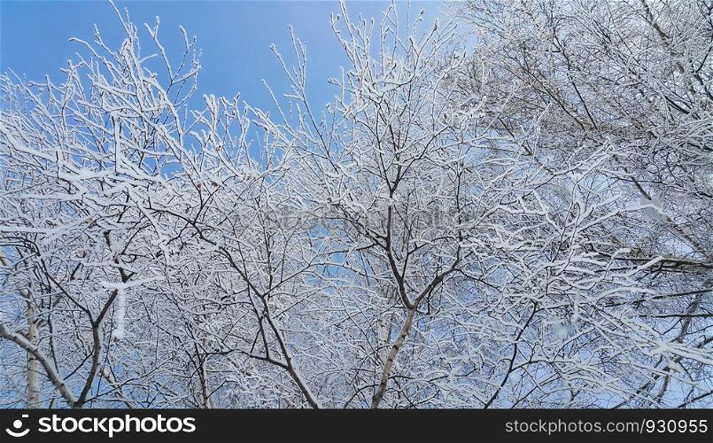 Beautiful branches of trees covered with snow and hoarfrost on a winter day