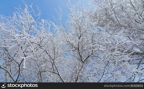 Beautiful branches of trees covered with snow and hoarfrost on a winter day