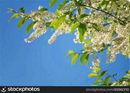 Beautiful branches of white bird cherry flowers against background of blue sky