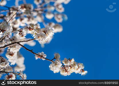 Beautiful branches of white cherry blossoms against background of blue sky