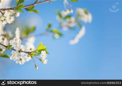 Beautiful branches of white cherry flowers against background of blue sky, with copy-space