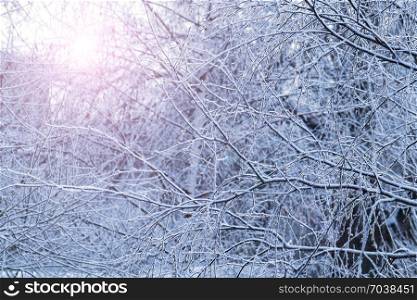 Beautiful branches of winter trees and sunlight, natural seasonal background