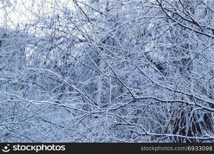 Beautiful branches of winter trees, natural seasonal background