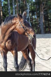 Beautiful breed bay horse posing n the dunes