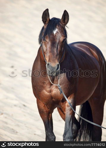 Beautiful breed Trakehner  bay stallion posing in the dunes