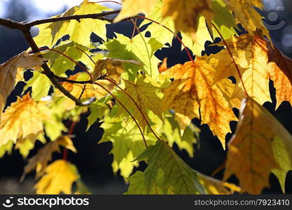 Beautiful bright autumn foliage of maple tree