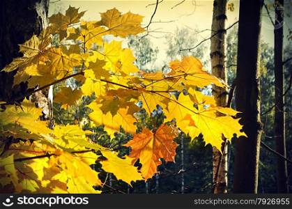 Beautiful bright autumn foliage of maple tree