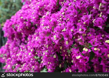 Beautiful bright blooming bougainvillea branches
