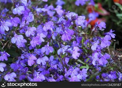 beautiful bright blue flowers
