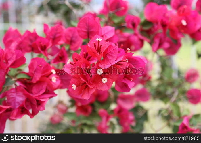 Beautiful bright branches of flowering bougainvillea