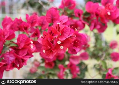 Beautiful bright branches of flowering bougainvillea