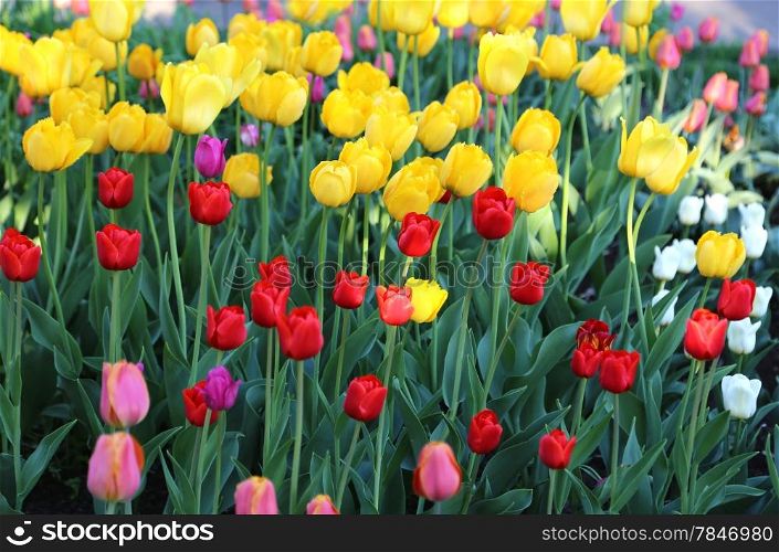 Beautiful bright colorful tulips