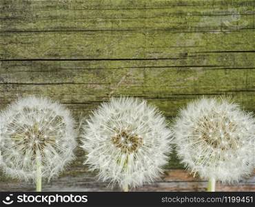 Beautiful, bright dandelions lying on a white, wooden table. View from above, close-up. Beautiful dandelions lying on a white table