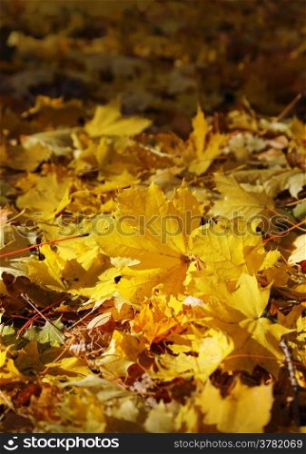 Beautiful bright fall foliage of maple tree