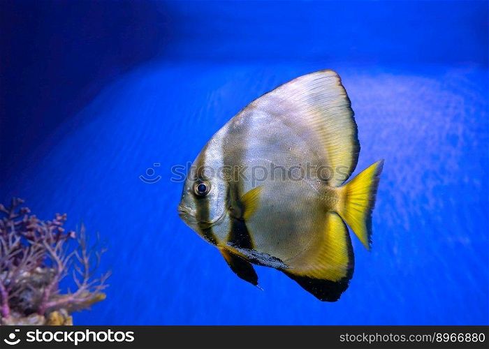 Beautiful bright fish Platax teira, Longfin Batfish in blue water of aquarium. Tropical fish on the background of aquatic coral reef in oceanarium pool. Underwater, ocean, marine life