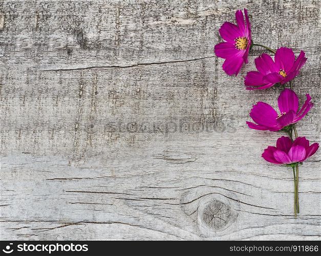 Beautiful bright flowers lying on unpainted boards. Place for your inscription. Top view, close-up. Congratulations to loved ones, family, relatives, friends and colleagues. Beautiful bright flowers lying on unpainted boards