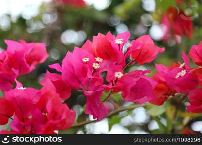 Beautiful bright flowers of bougainvillea, closeup