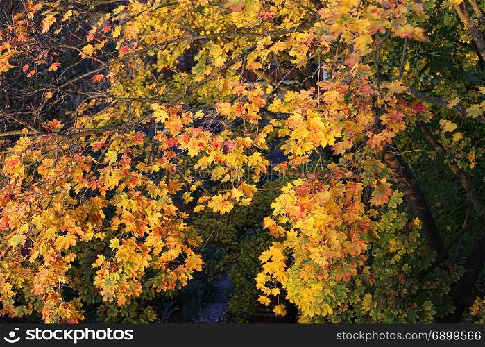 Beautiful bright foliage of autumn maple tree