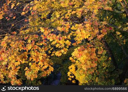 Beautiful bright foliage of autumn maple tree