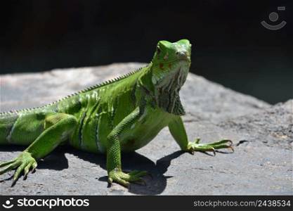 Beautiful bright green iguana posing on a rock in Aruba.