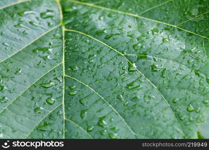 Beautiful bright green leaf of foxglove tree close up with drops of rain water. Courtyard tree the Chinese princess (Paulownia tomentosa).