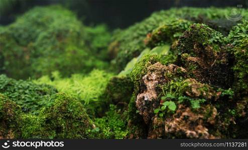 Beautiful Bright Green moss grown up cover the rough stones and on the floor in the forest. Show with macro view. Rocks full of the moss texture in nature for wallpaper. soft focus.