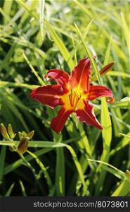 Beautiful bright lily in sunlight on the summer garden