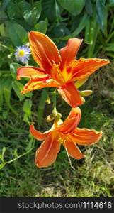 Beautiful bright orange day-lily on a sunny summer garden, closeup