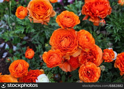 Beautiful bright orange flowers close up