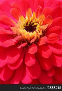 Beautiful bright pink flower with yellow centers closeup