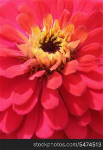 Beautiful bright pink flower with yellow centers closeup