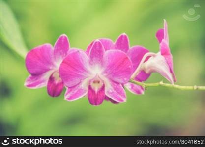 beautiful bright pink purple dendrobium orchid flower branch (Vintage filter effect used)