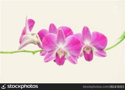 beautiful bright pink purple dendrobium orchid flower (Vintage filter effect used)