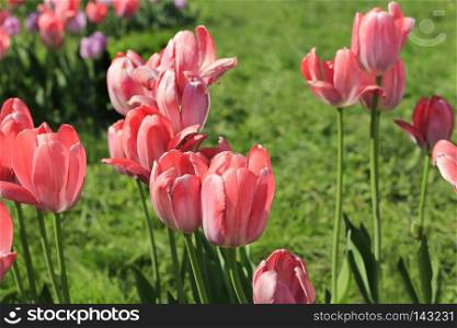 Beautiful bright pink tulips, close-up in sunny day