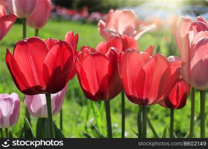 Beautiful bright red and pink spring tulips glowing in sunlight, close-up