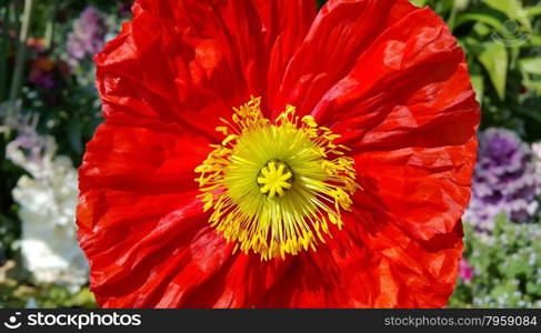 Beautiful bright red poppy close up