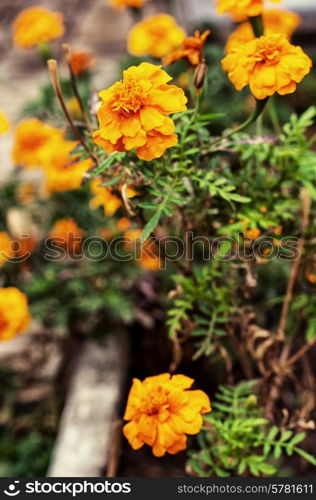 beautiful bright summer flowers field