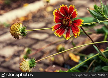 beautiful bright summer flowers field