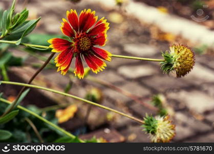 beautiful bright summer flowers field